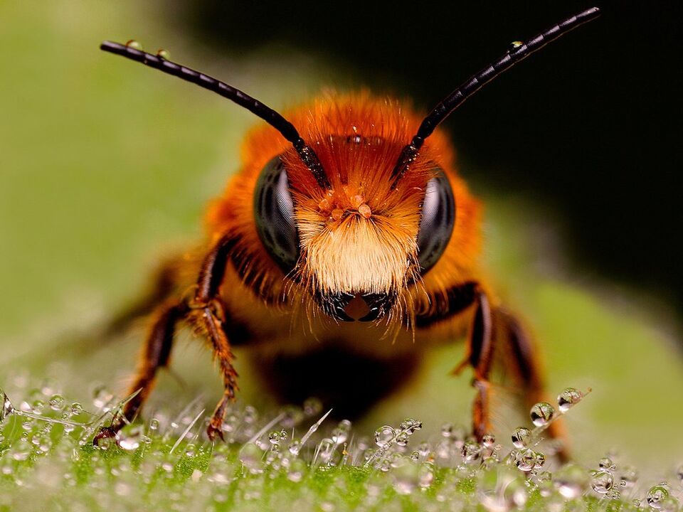 пчела и пчелна отрова с цервикална остеохондроза